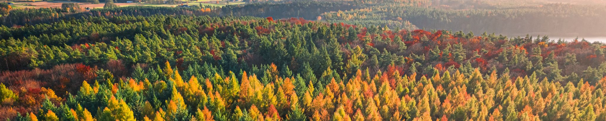 Cover for David E. Stephens's Obituary