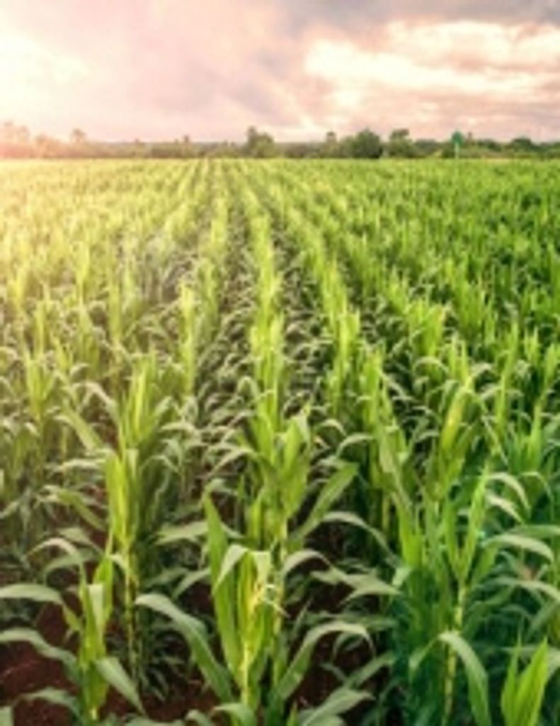 Joseph 'Joe' Henry Pace