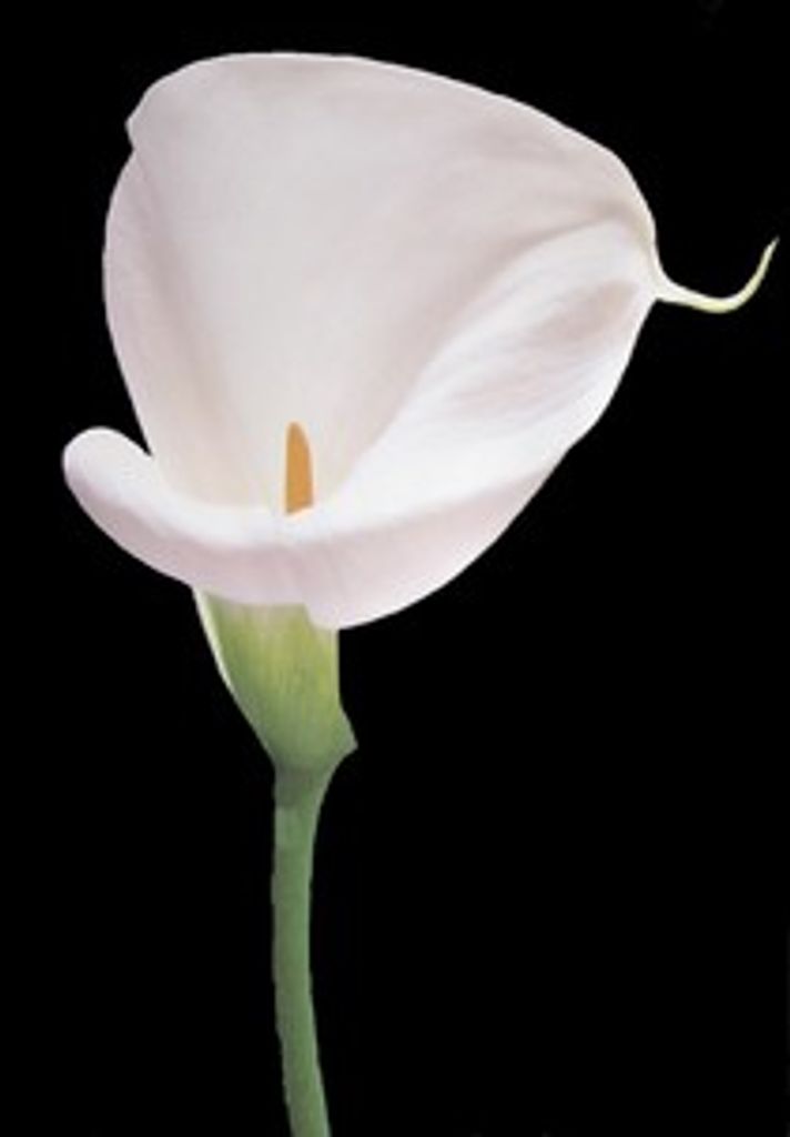 Donna Lynn (Tyler)  White
