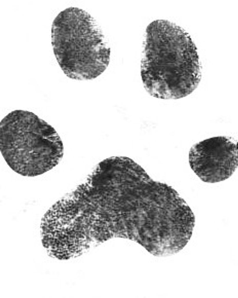 Hobo Loggins Profile Photo