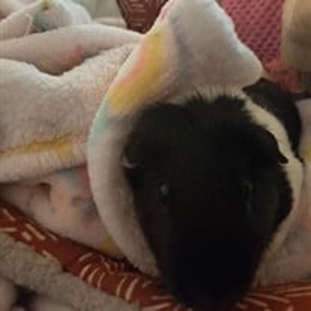Oreo