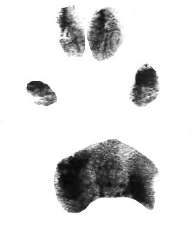 Evie Beaver Profile Photo