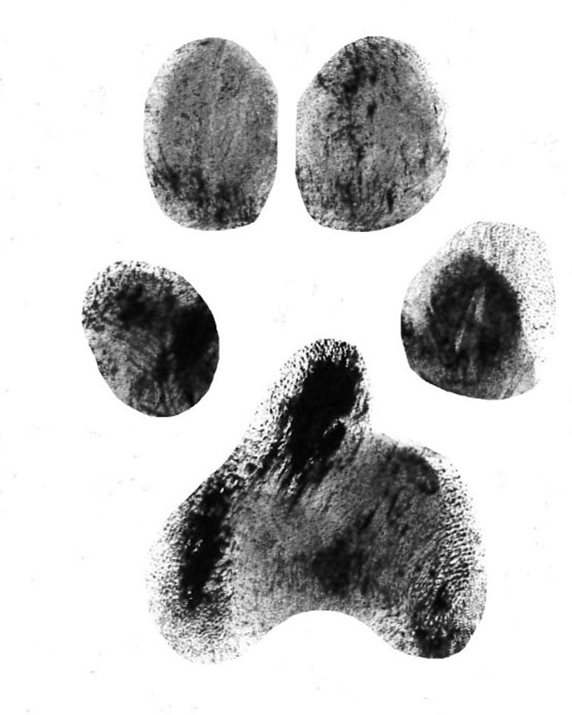 Piper Starnes Profile Photo