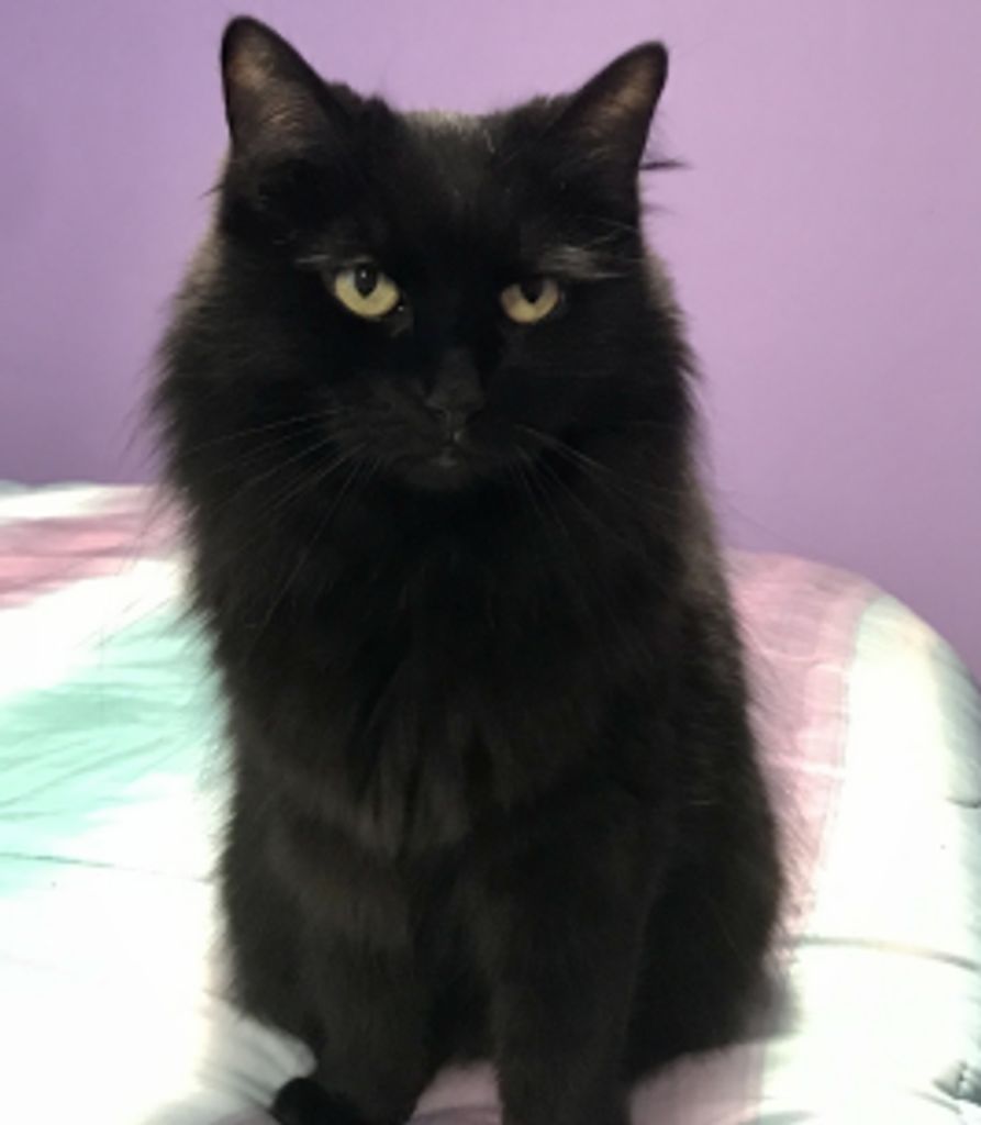 Binx Trask