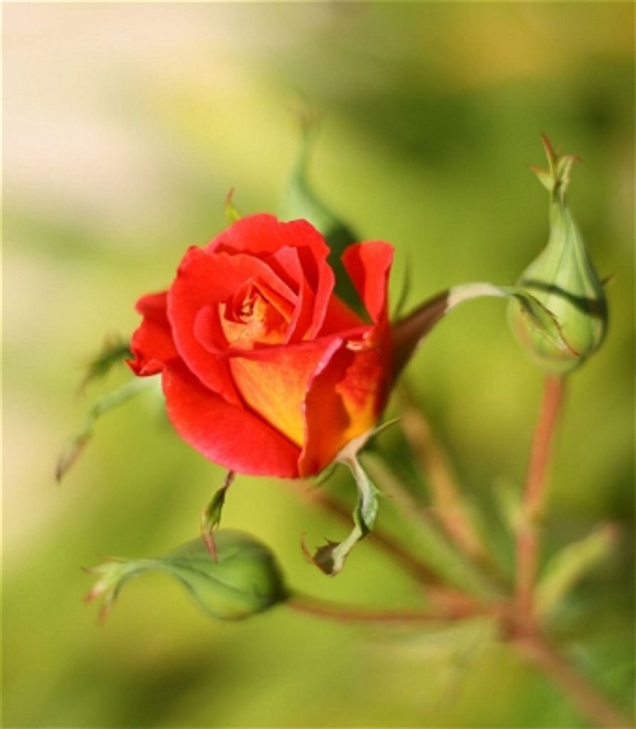 Brenda Ledford (White) Profile Photo