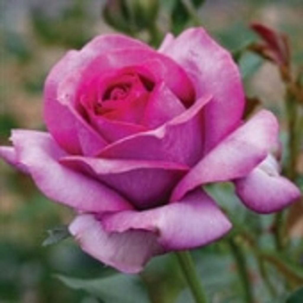 Jaime Breanna Ferrell