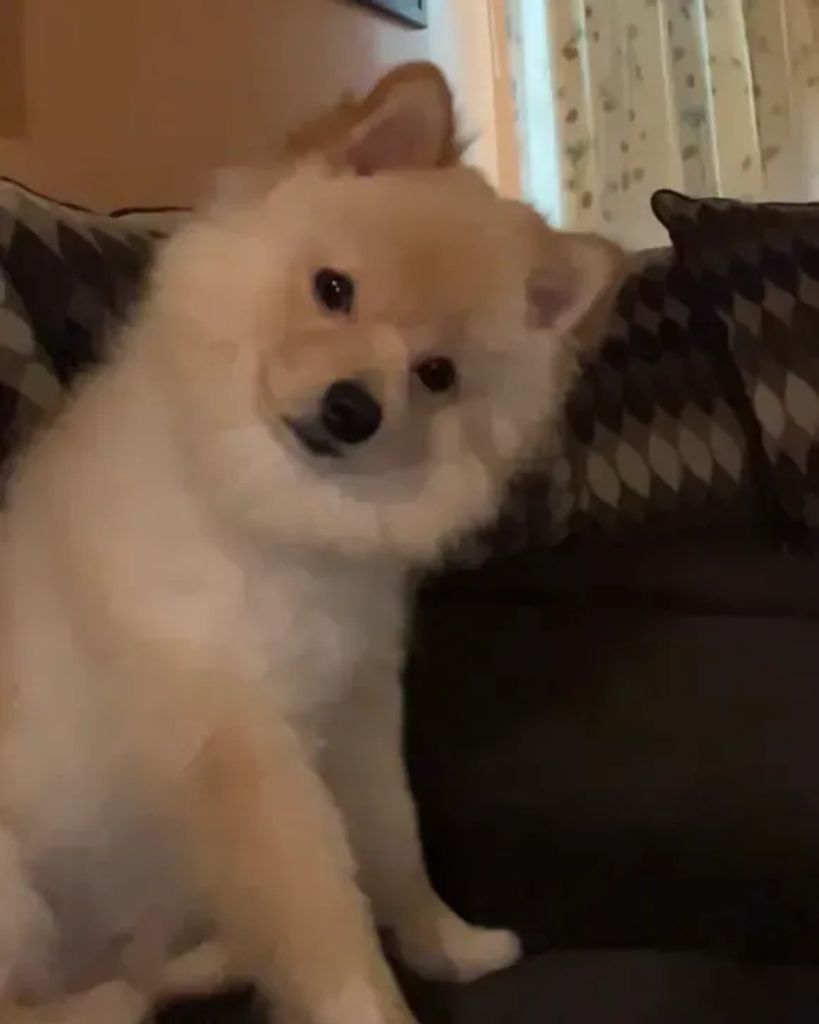 Caramelo Profile Photo