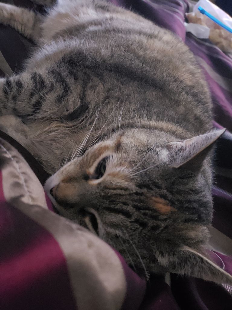 Jingles (Fatty)