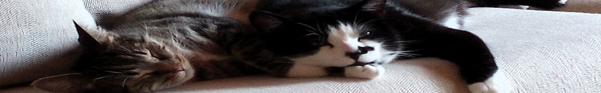 Cover for Claudia Marianne Wright's Obituary