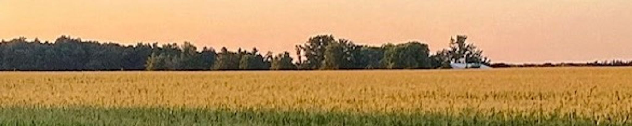 Cover for Murray Allan Dennis's Obituary