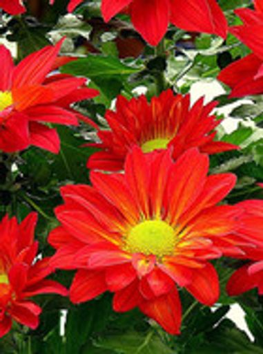 Dorothy (Crook)  Loates Profile Photo