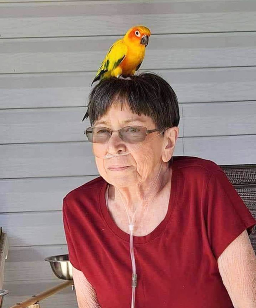 Patricia (Pattie) Joy (Nisson)  Colvin