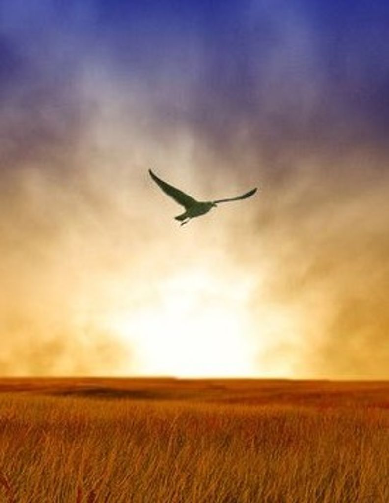 Joel Brady Boyer Profile Photo