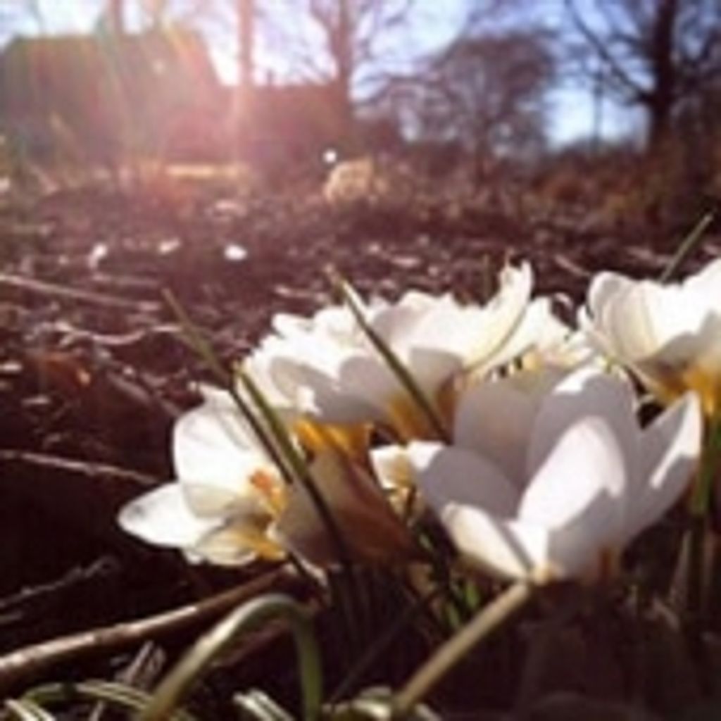 Laura Bishop Coursey