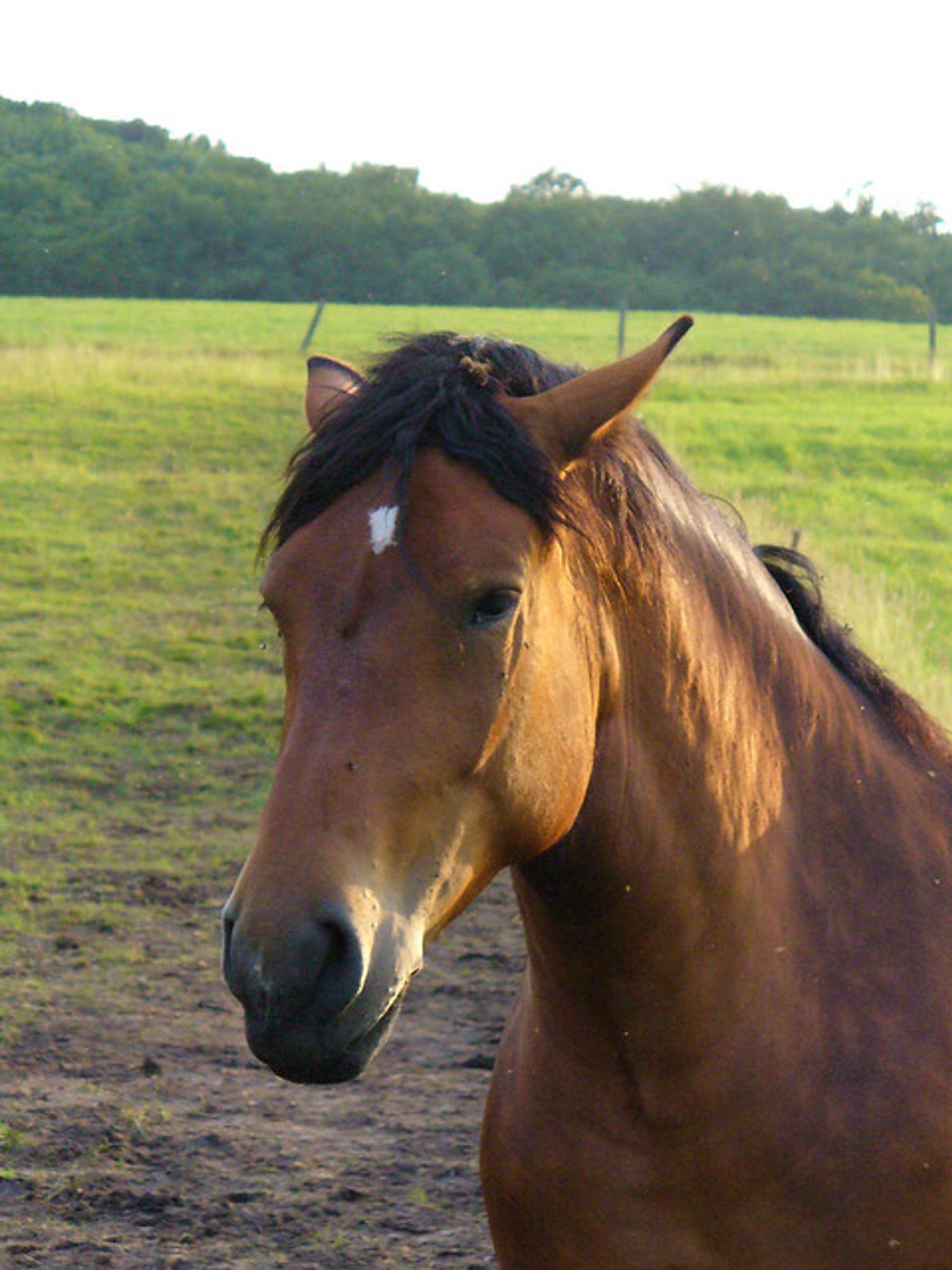 Cover photo for Carla Goetz's Obituary