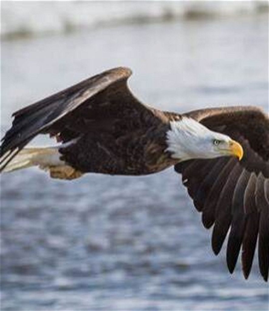 Clarence E.  Coleman