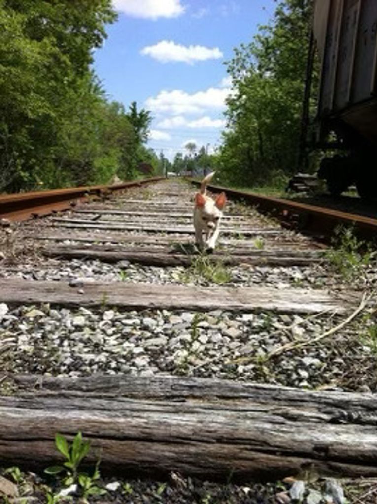 Meadow Roo Crackel Profile Photo
