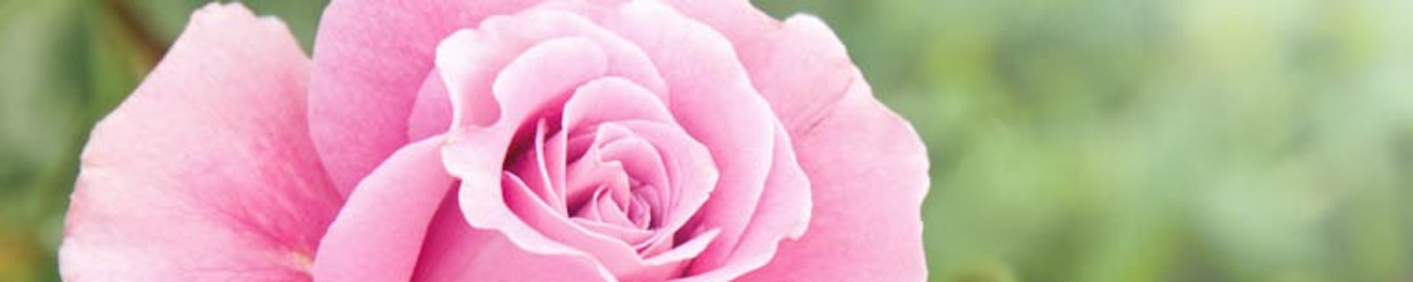 Cover for Helen Marjorie Orr Williams's Obituary