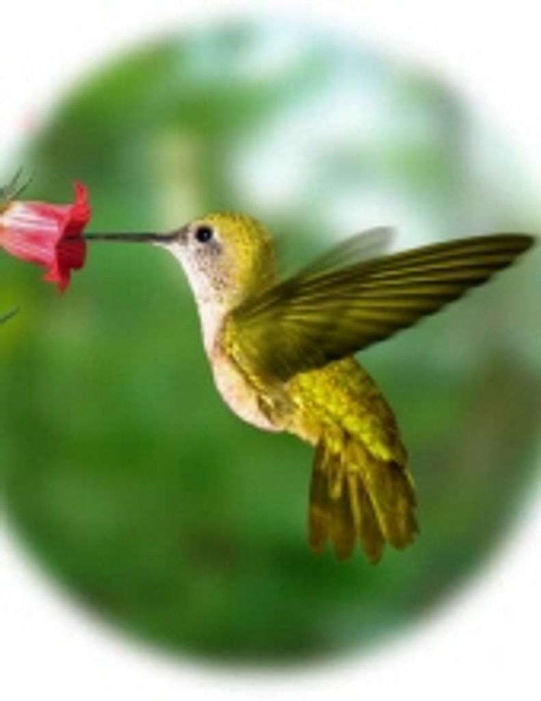 Helen Matlock Poe -Glbfh