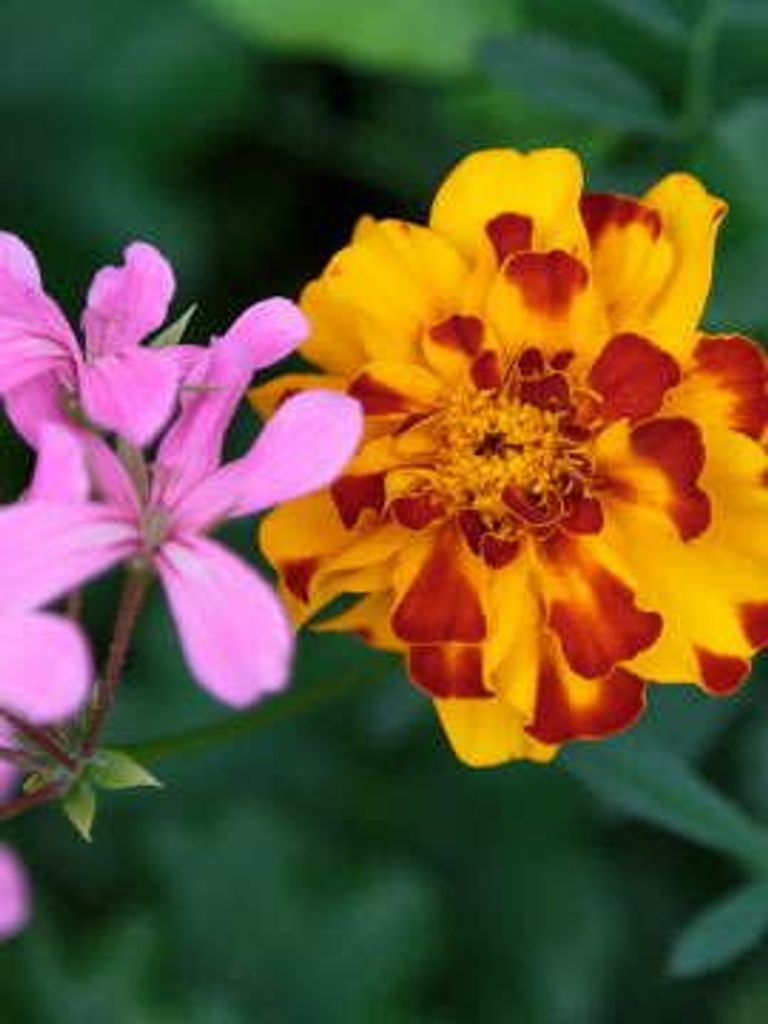 Esther  Theresa Sawicki