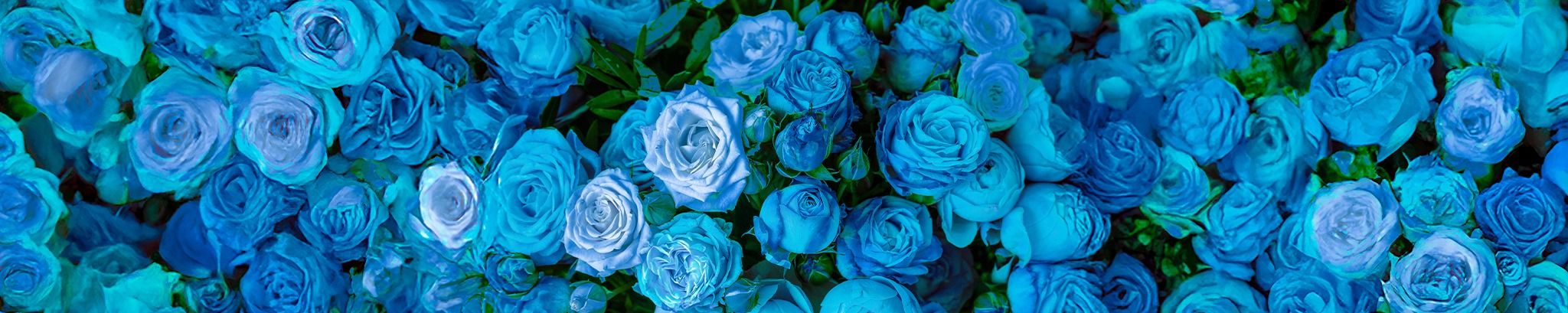 Cover for Angelita Pacheco (Plasencio)'s Obituary