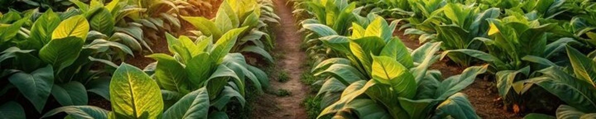 Cover for James Robert Toler's Obituary