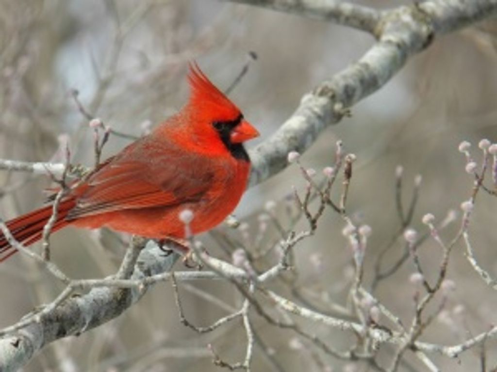 Charles Monroe Elmore Jr,.