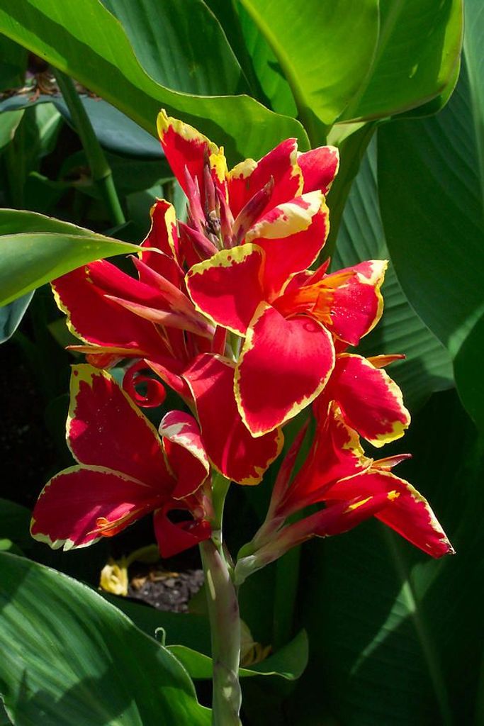 Alma Campbell Profile Photo