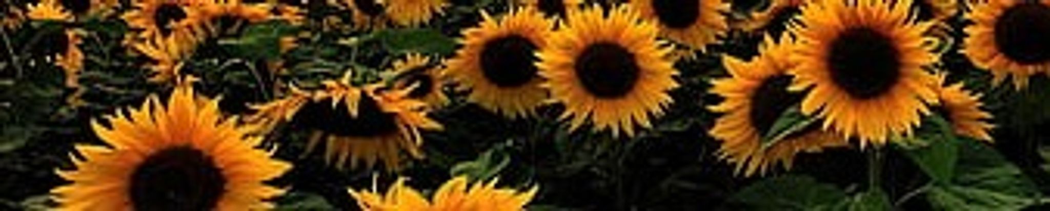 Cover for Stephenie Vega's Obituary