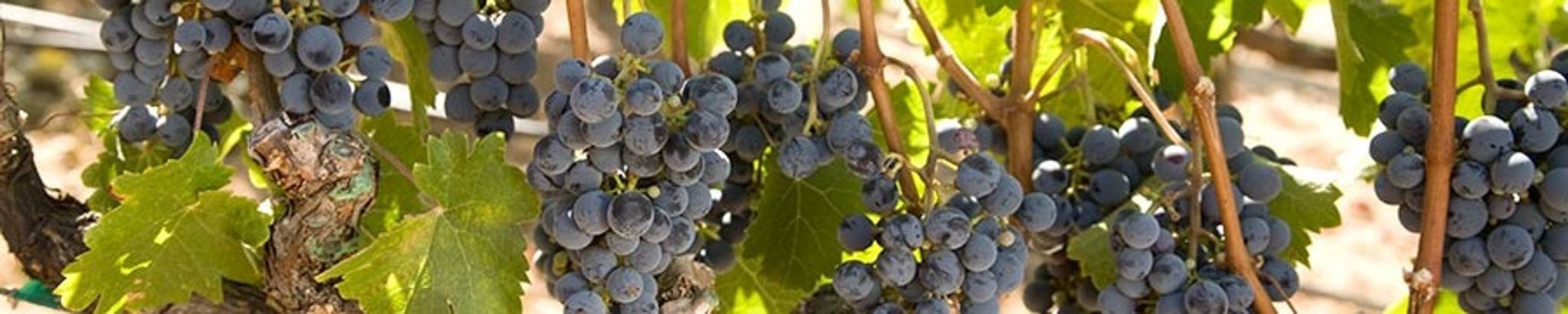 Cover for Herb Krumsick's Obituary