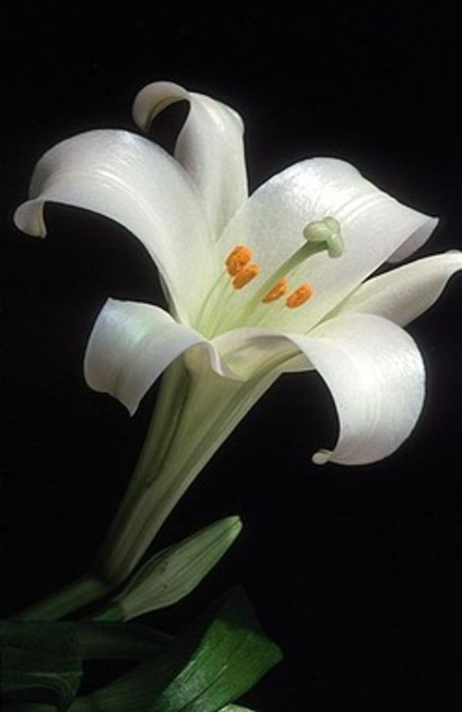 Sharon Pedersen