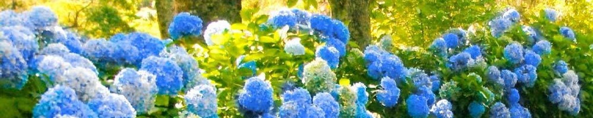 Cover photo for Cynthia Stapler Hammerle's Obituary