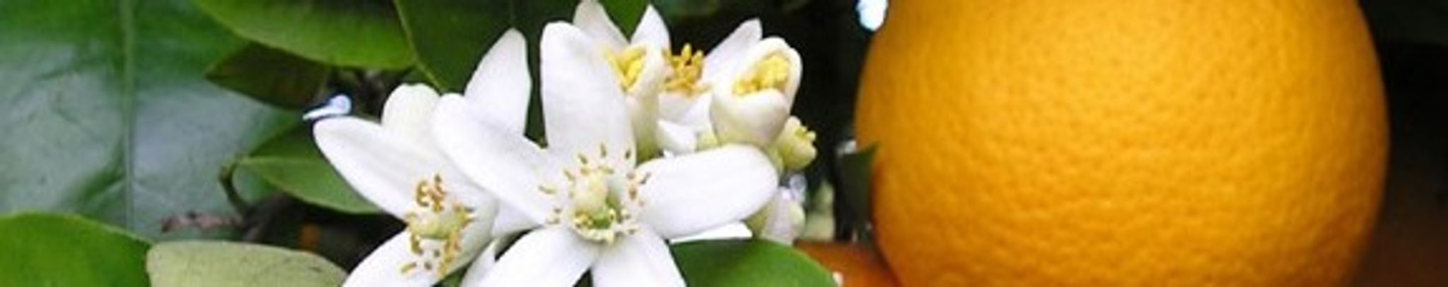 Cover photo for Stephen Mark Caruso's Obituary