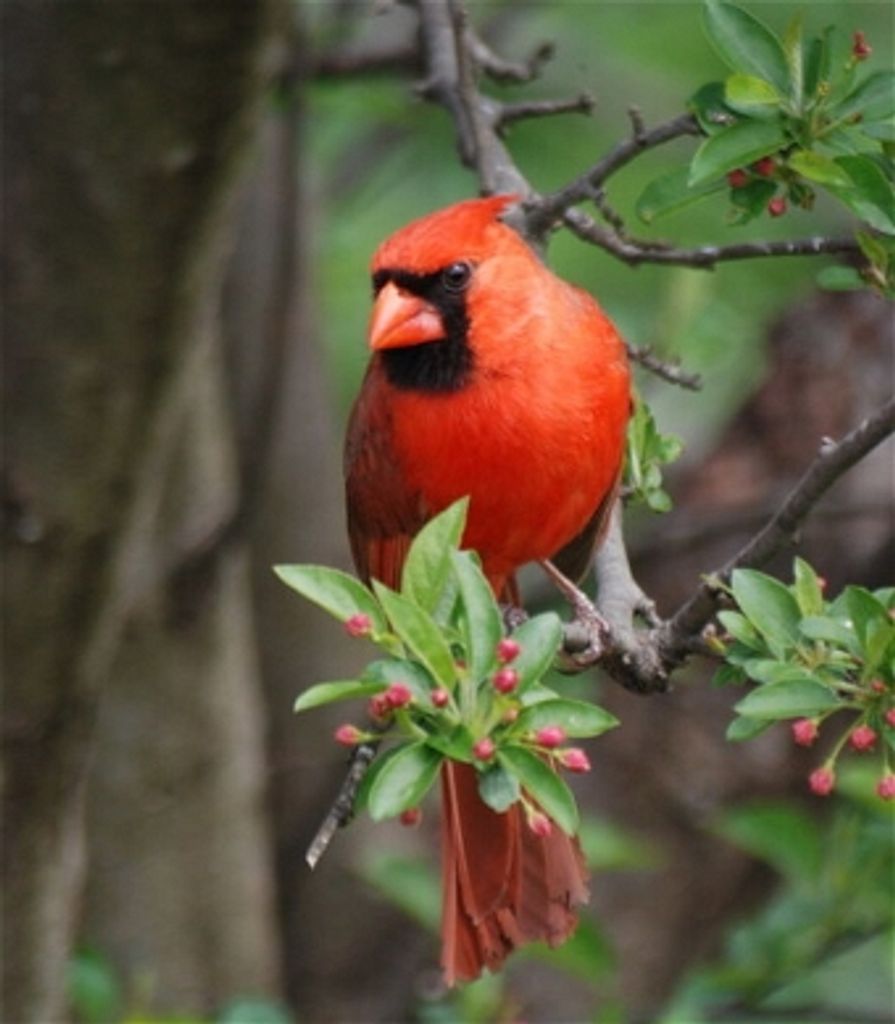 Sharon Mae Whitehead 