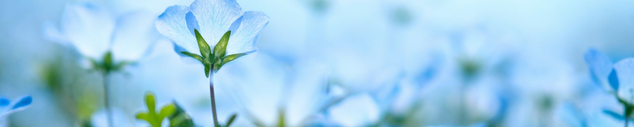 Cover for Laura Lee Bergmann's Obituary