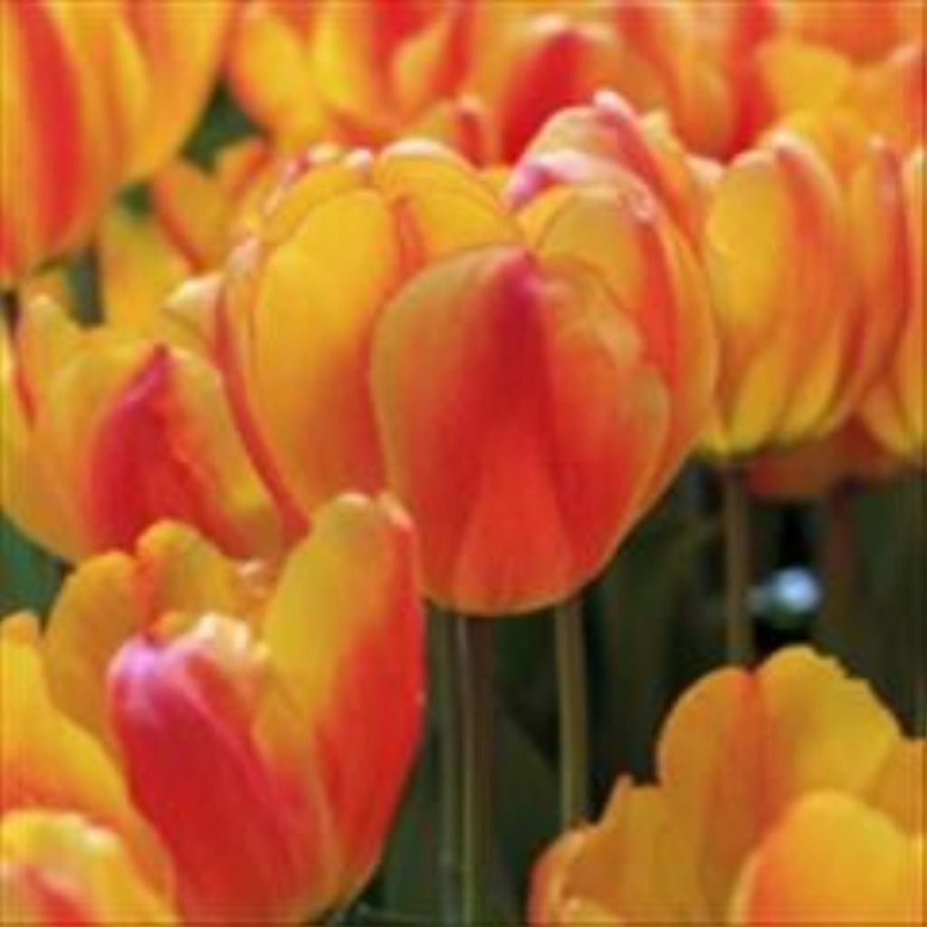 Debra De Ima Leuthesser Profile Photo