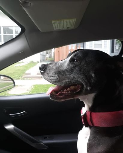 Bella's obituary image