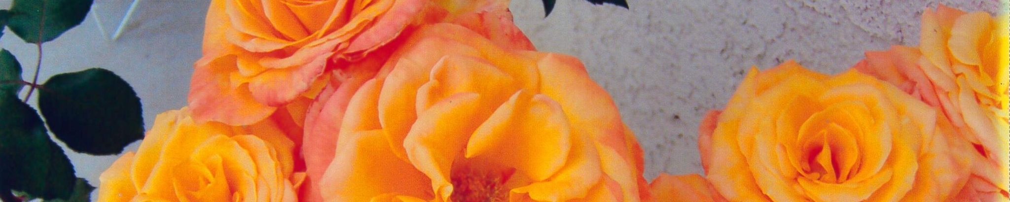 Cover photo for Rose Marie Murphy's Obituary