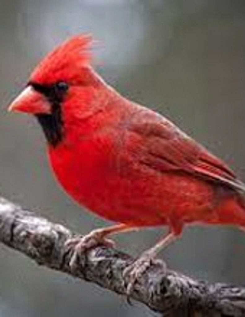 Harold Dwayne Hylton