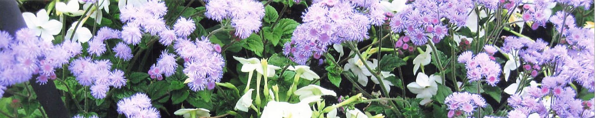 Cover photo for Dolores A. (Bascle) LeCompte's Obituary