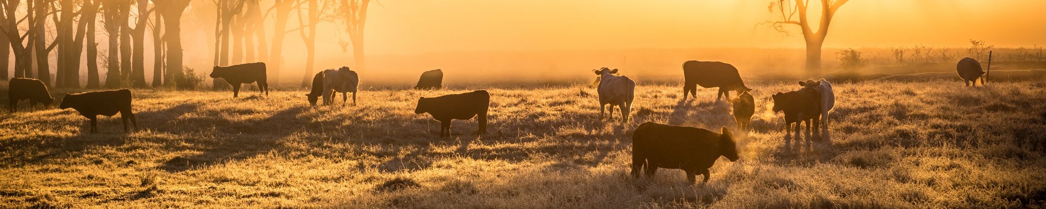 Cover for Carl Arthur Hoefelmeyer's Obituary