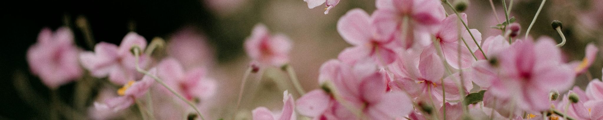 Cover photo for Elsie M. Stepp's Obituary