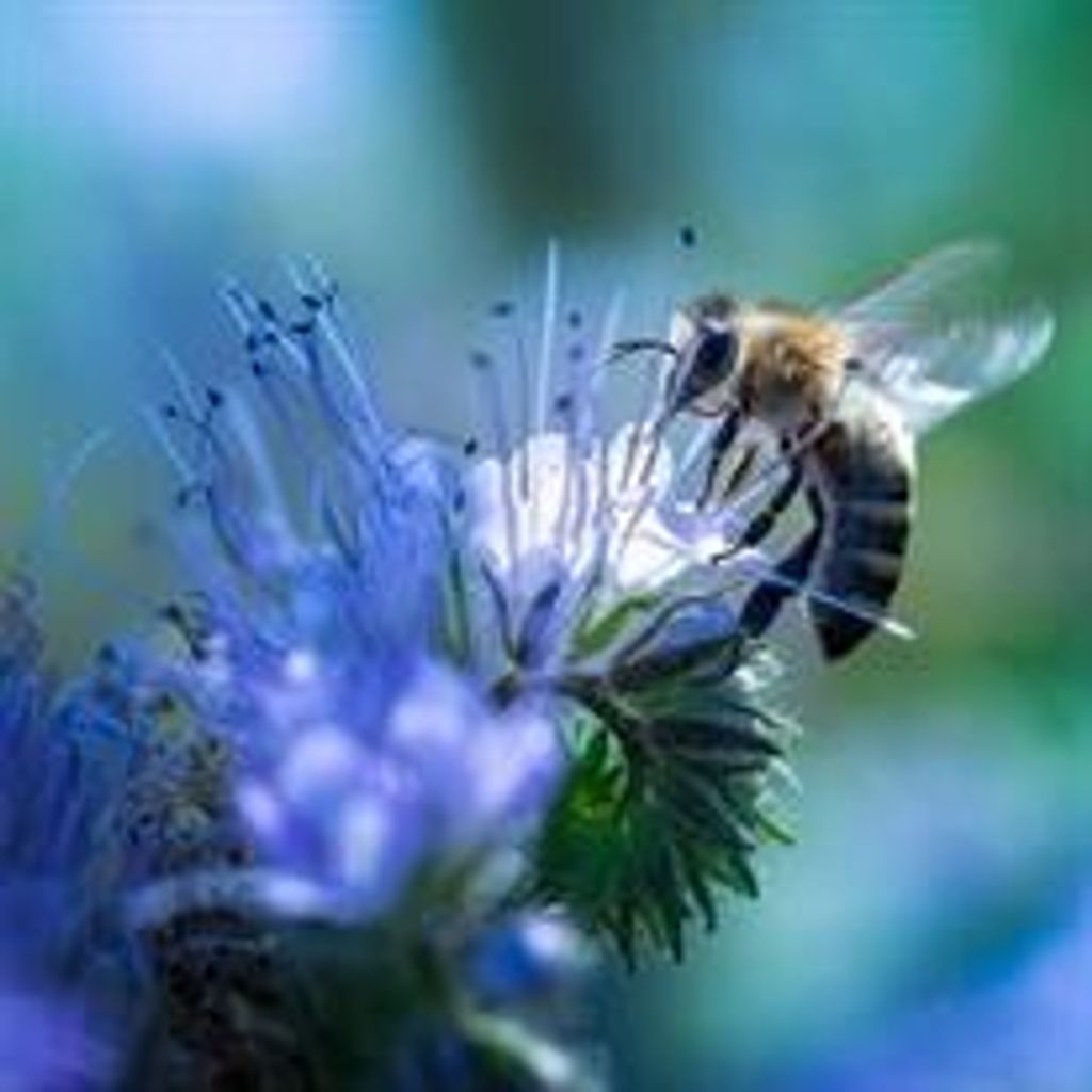 Lois Marie Seldomridge