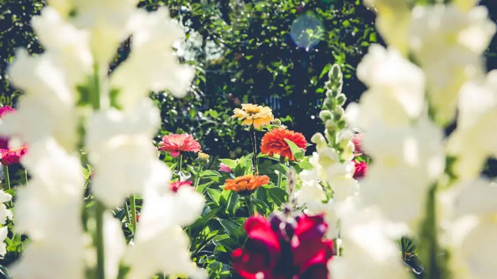 Cover photo for Lorinda Joann Standley's Obituary