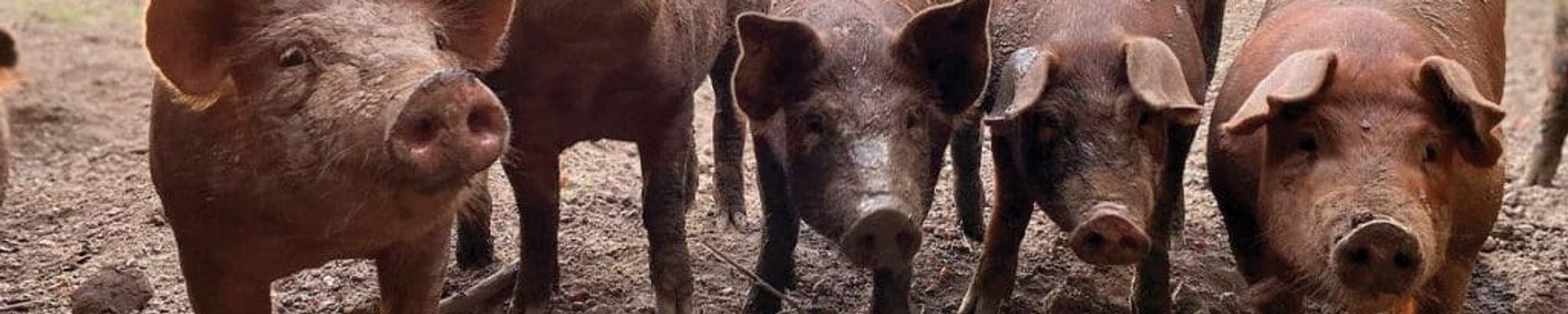 Cover for Gene Tibbets's Obituary