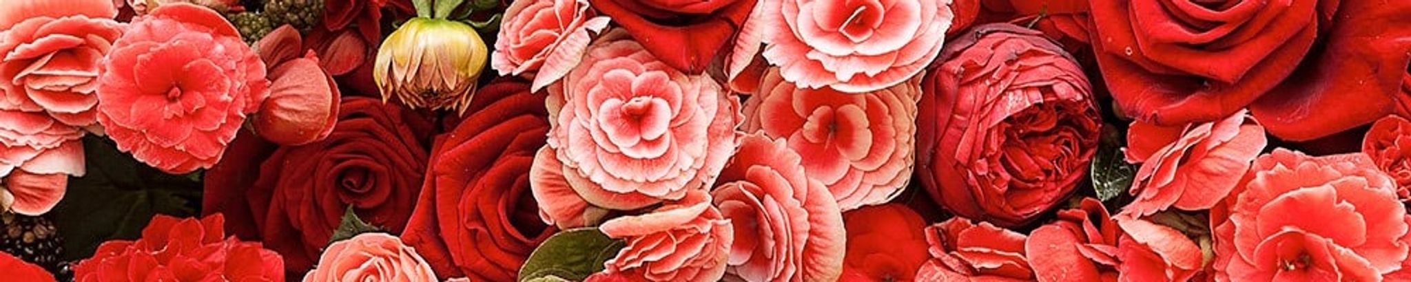 Cover photo for Norma Jo Reid's Obituary