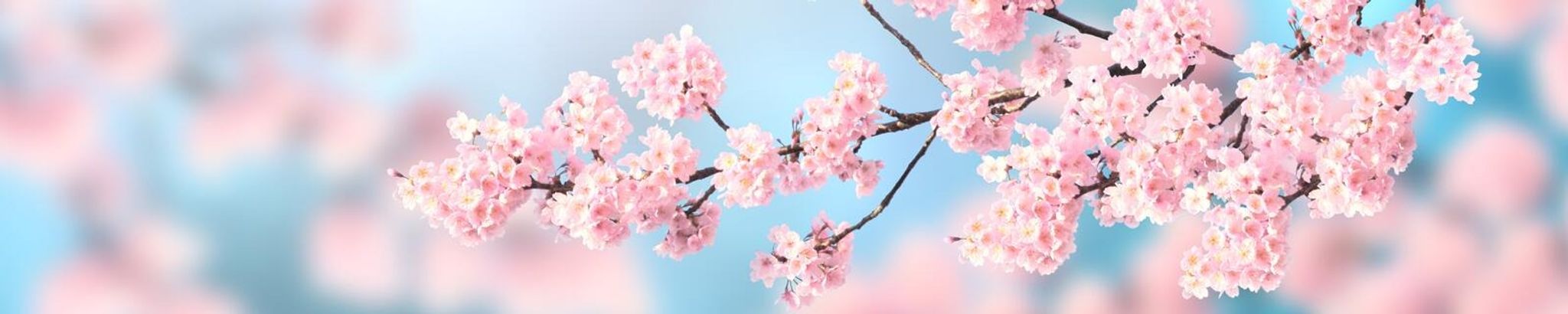 Cover photo for Doris Holmes Whitley's Obituary