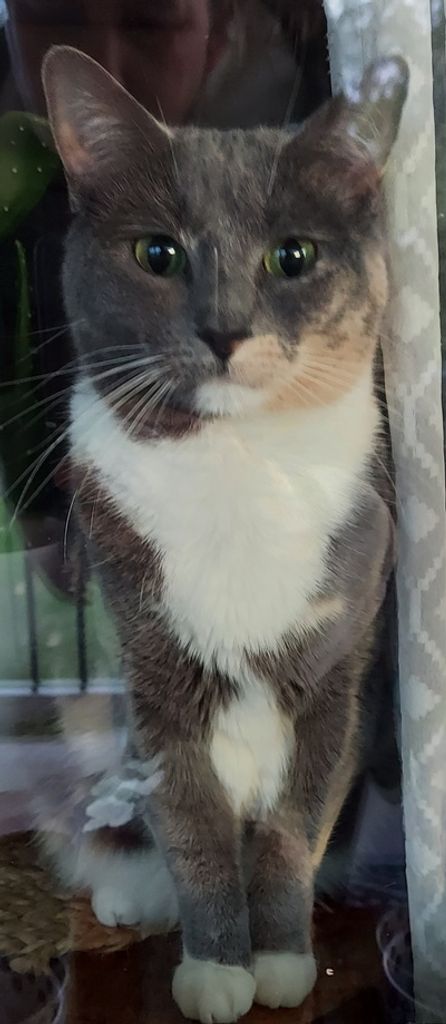 Sweetpea Tillman Profile Photo