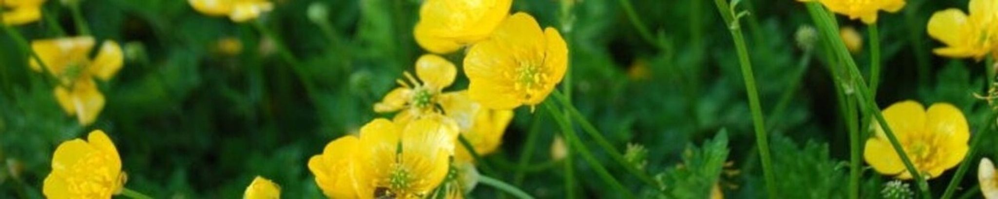 Cover for Patti Louise Covey Edwards's Obituary