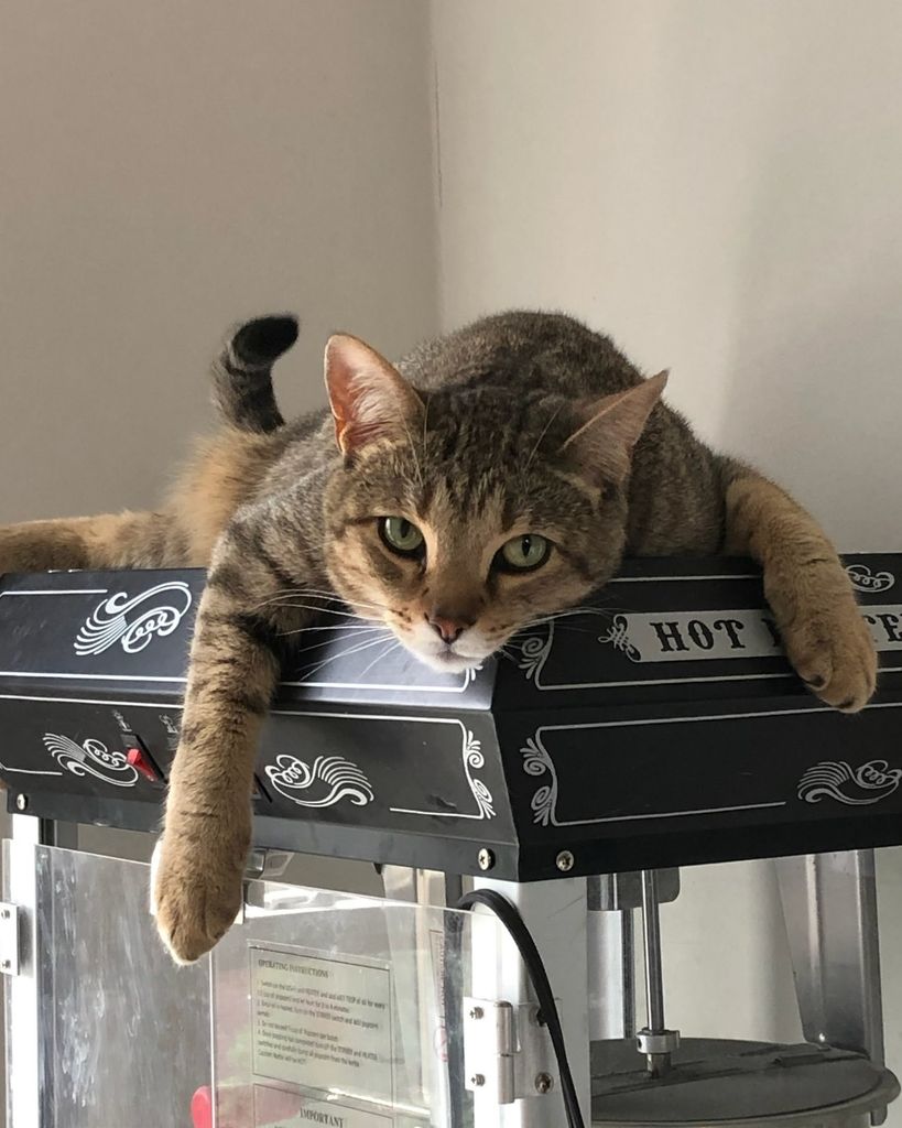 Sir Maxwell Meows A Lot Allison Profile Photo